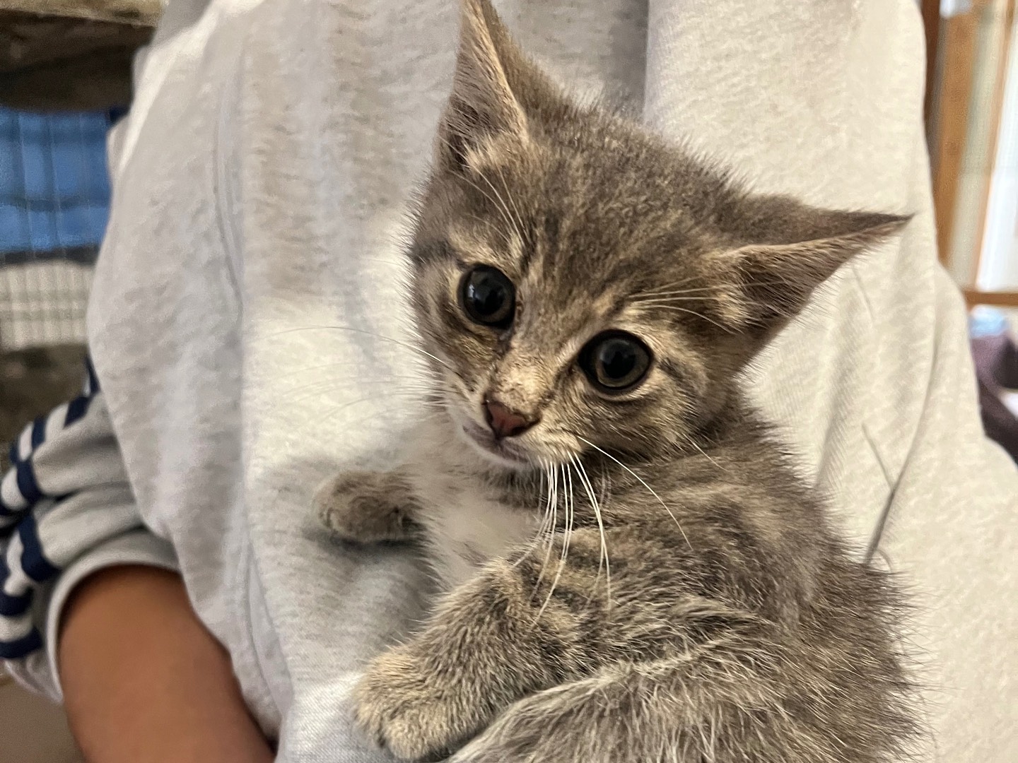 Vuoi adottare un gatto a Padova?
