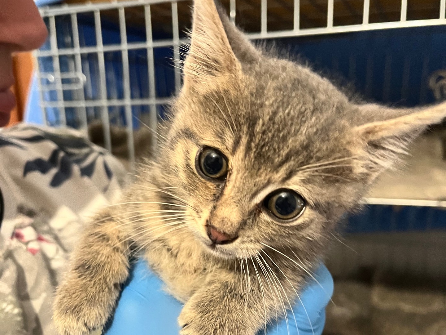 Adotta il gatto Tegolino   a Padova