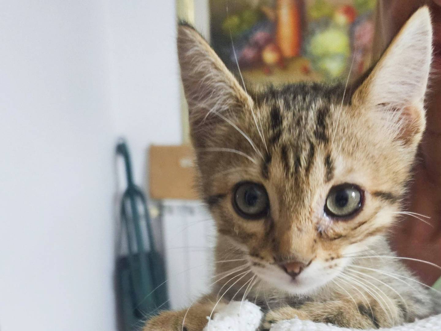 Adozione gatto, maschio, Razza sconosciuta Razza sconosciuta, 2 mesi, taglia non valida, Cremona