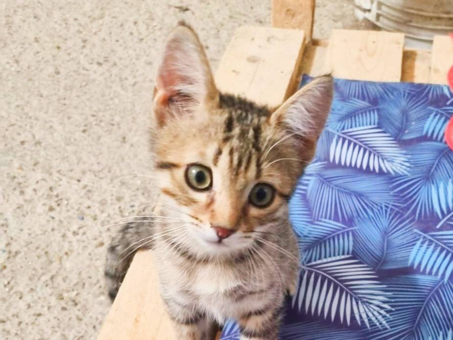 Adotta un gatto, maschio, 2 mesi, Cremona