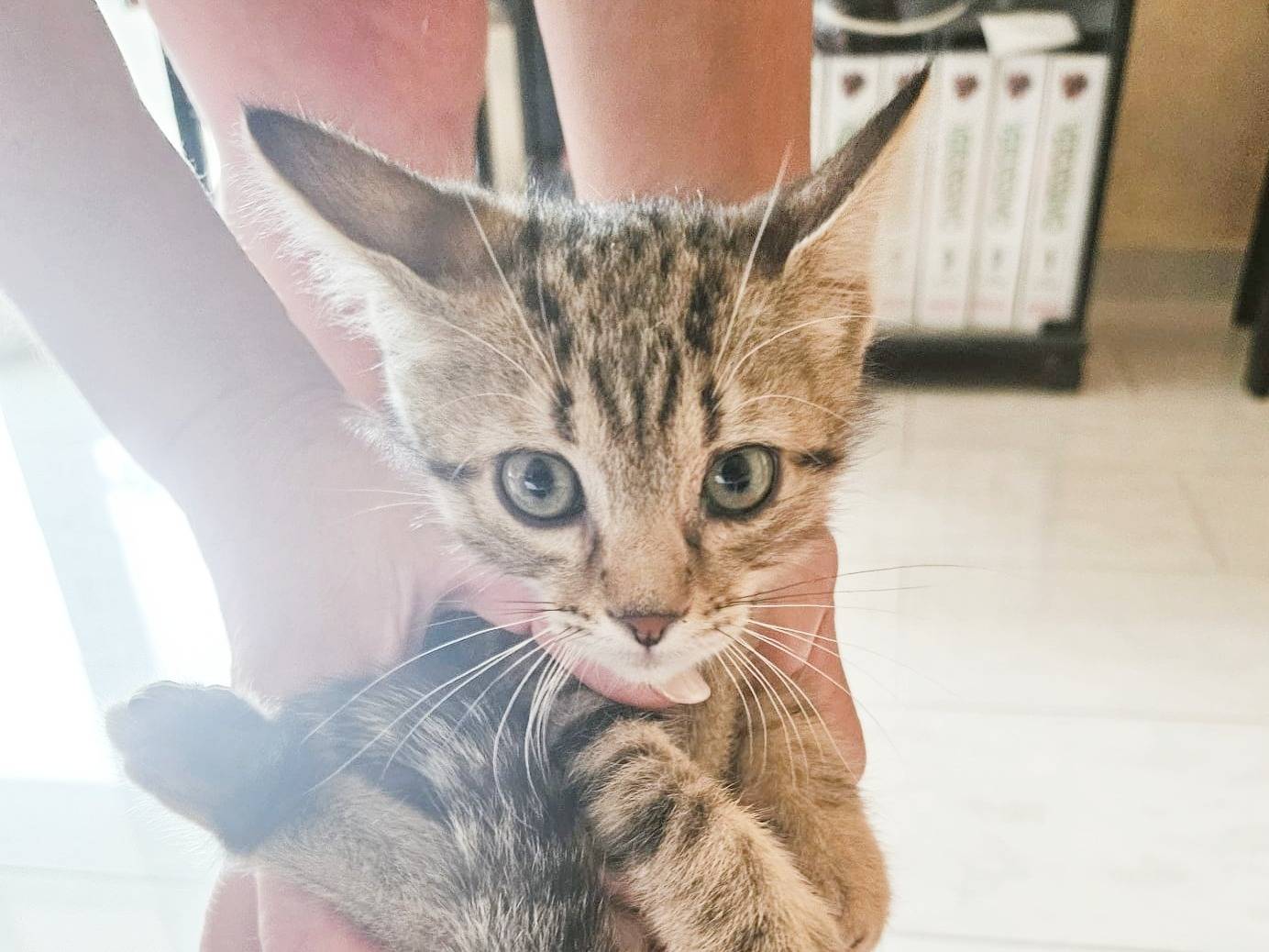 Adotta un gatto, taglia non valida, maschio, Cremona