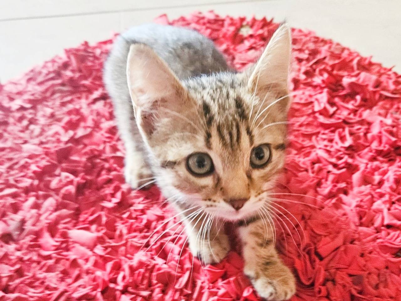 Vuoi adottare un gatto a Cremona?