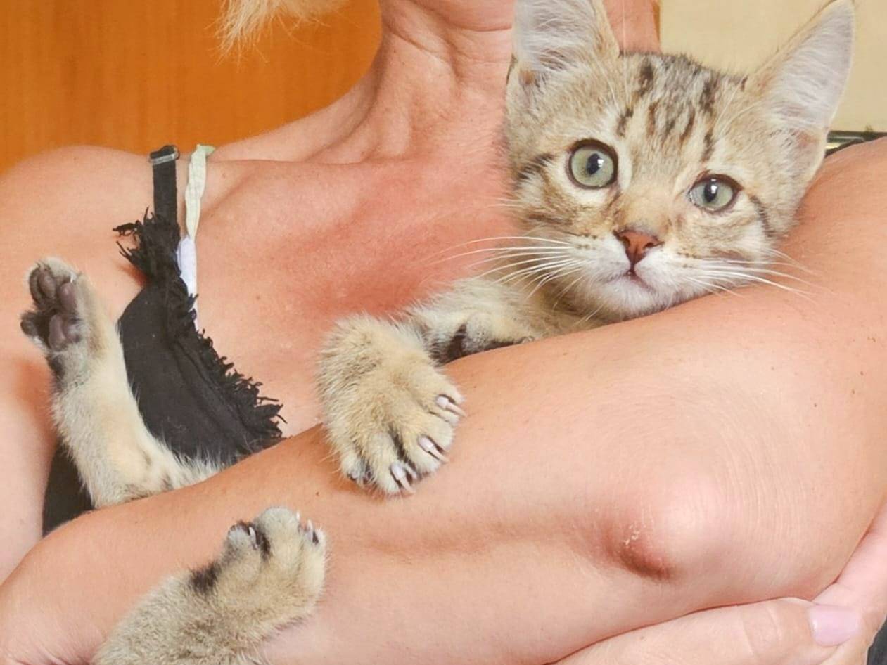 Adotta il gatto SHEHI a Cremona