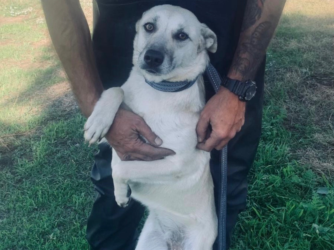 Adotta un cane, femmina, 1 anno e 11 mesi, Roma