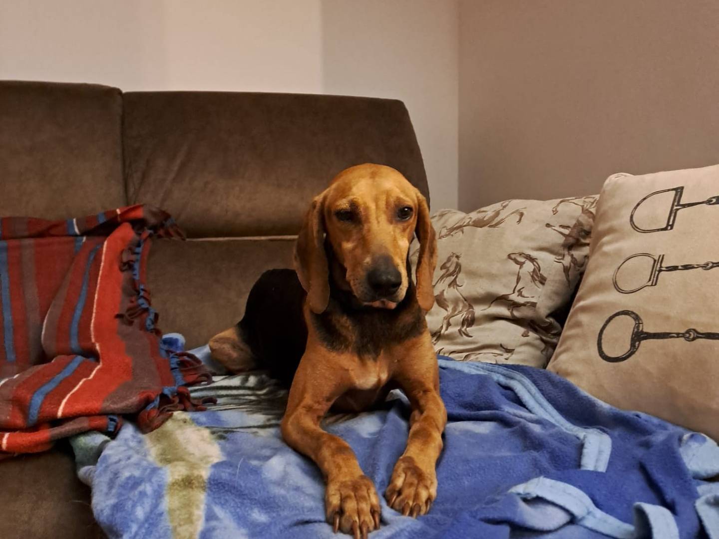 Adozione cane, femmina, Segugio Razza sconosciuta, 3 anni e 5 mesi, taglia media contenuta, Varese