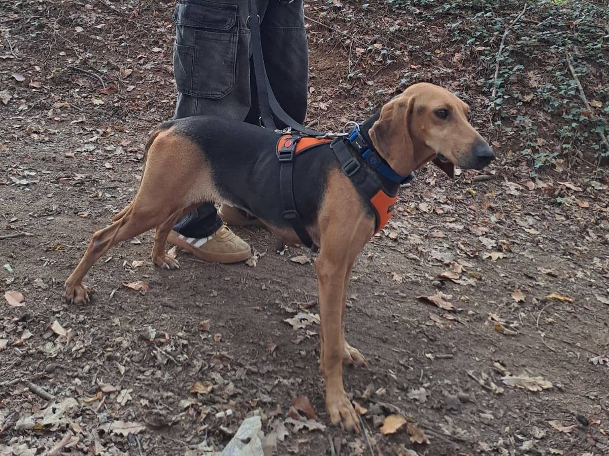 Adotta un cane, femmina, 3 anni e 5 mesi, Varese
