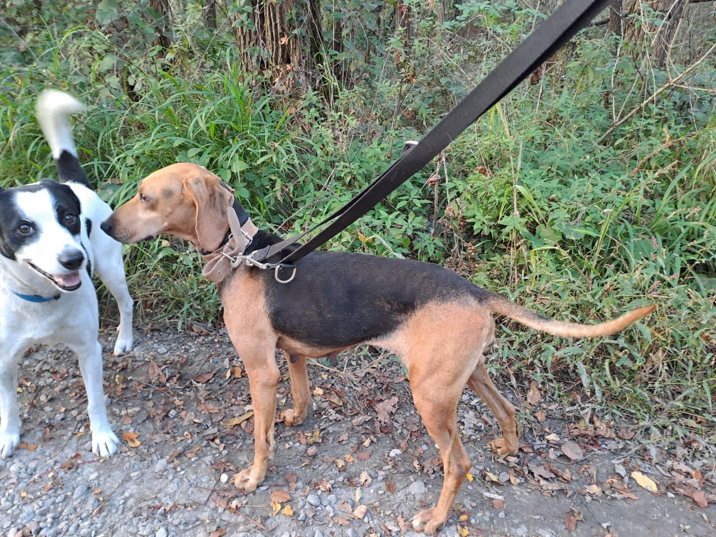 Adotta un cane, taglia media contenuta, femmina, Varese
