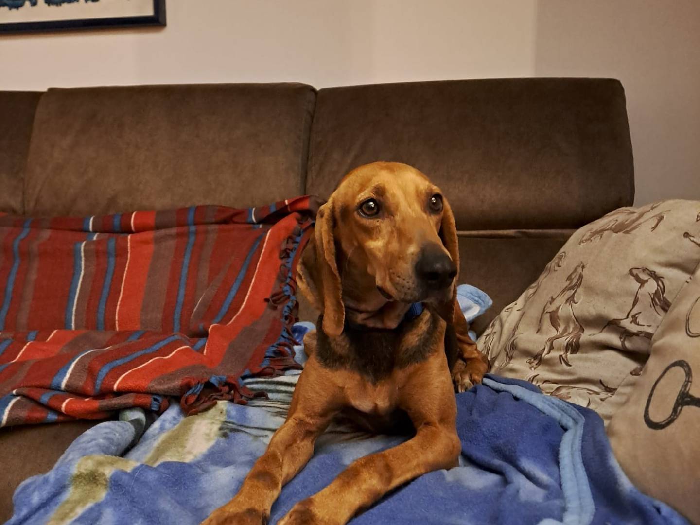 Vuoi adottare un cane a Varese?