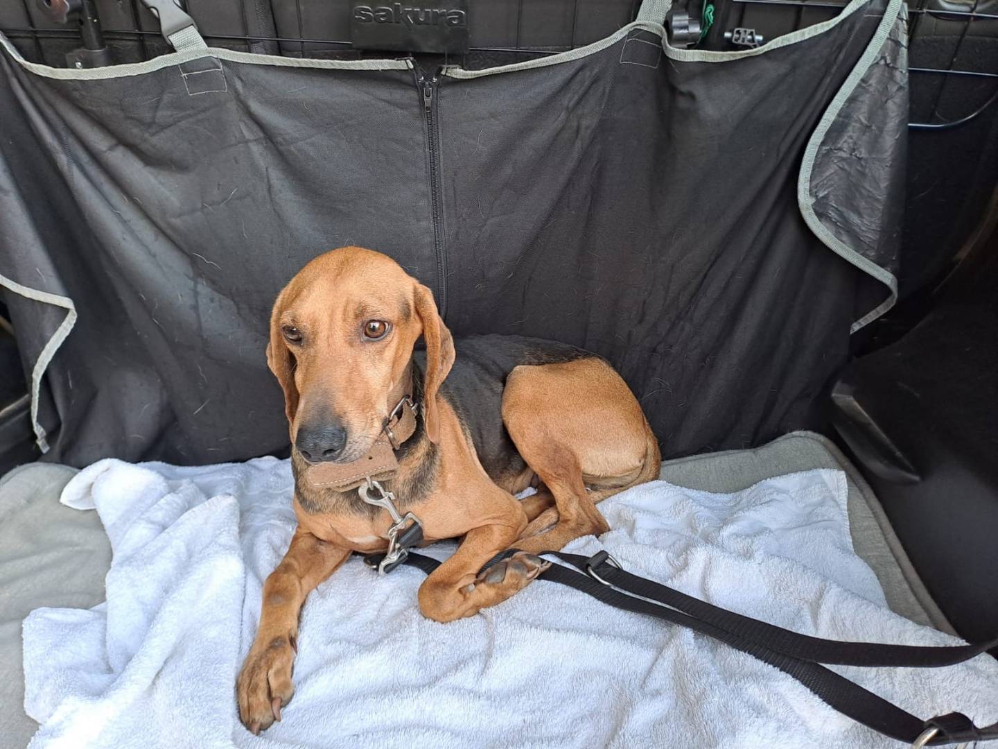 Adotta il cane BETTY a Varese