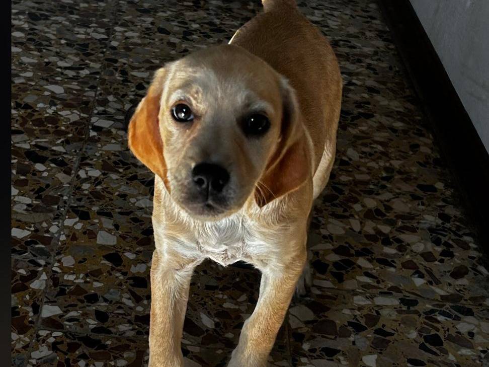Adozione cane, femmina, Barbone Razza sconosciuta, 2 mesi, taglia media contenuta, Padova