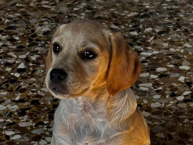 Adotta un cane, femmina, 2 mesi, Padova