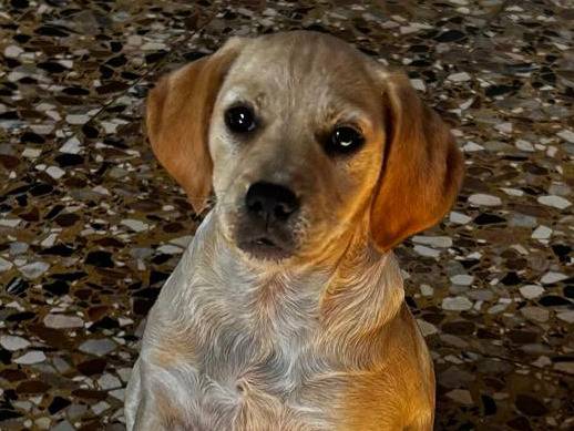 Adotta un cane, taglia media contenuta, femmina, Padova