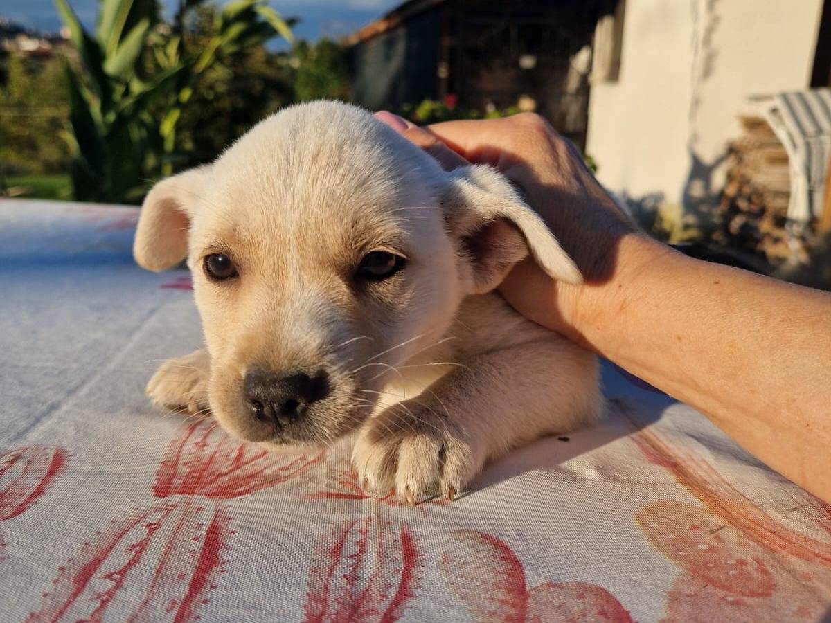 Adozione cane, femmina, Razza sconosciuta Razza sconosciuta, 2 mesi, taglia media contenuta, Frosinone