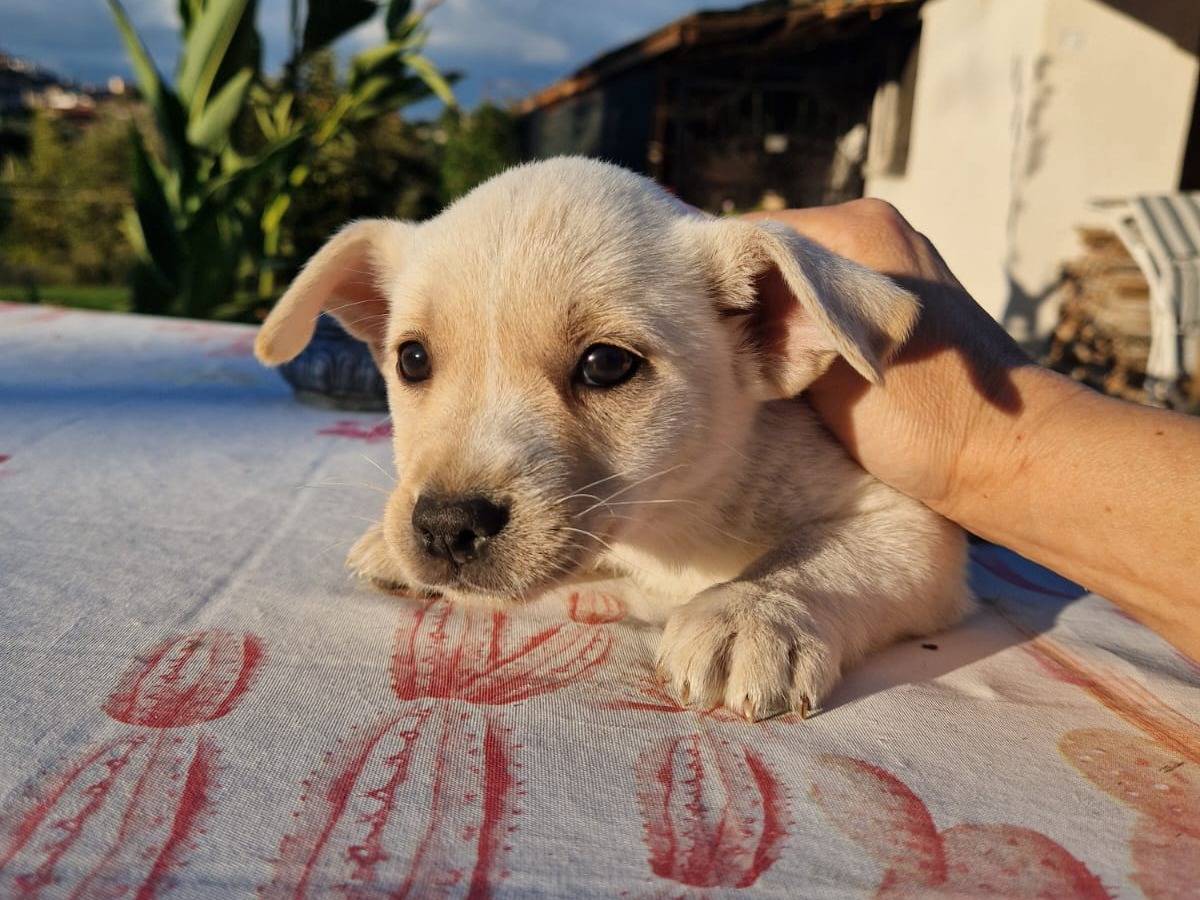 Adotta un cane, femmina, 2 mesi, Frosinone