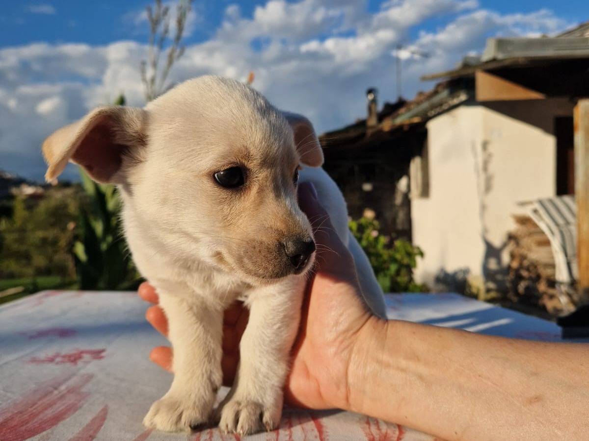 Adotta un cane, taglia media contenuta, femmina, Frosinone