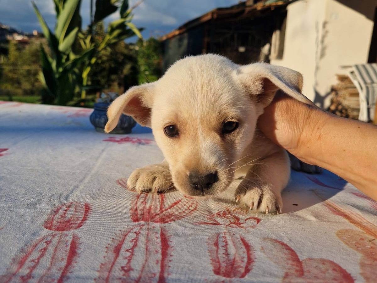 Vuoi adottare un cane a Frosinone?