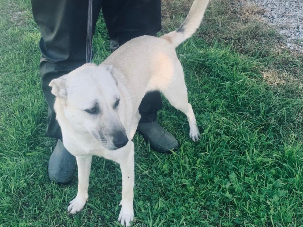 Adotta un cane, taglia media contenuta, femmina, Roma