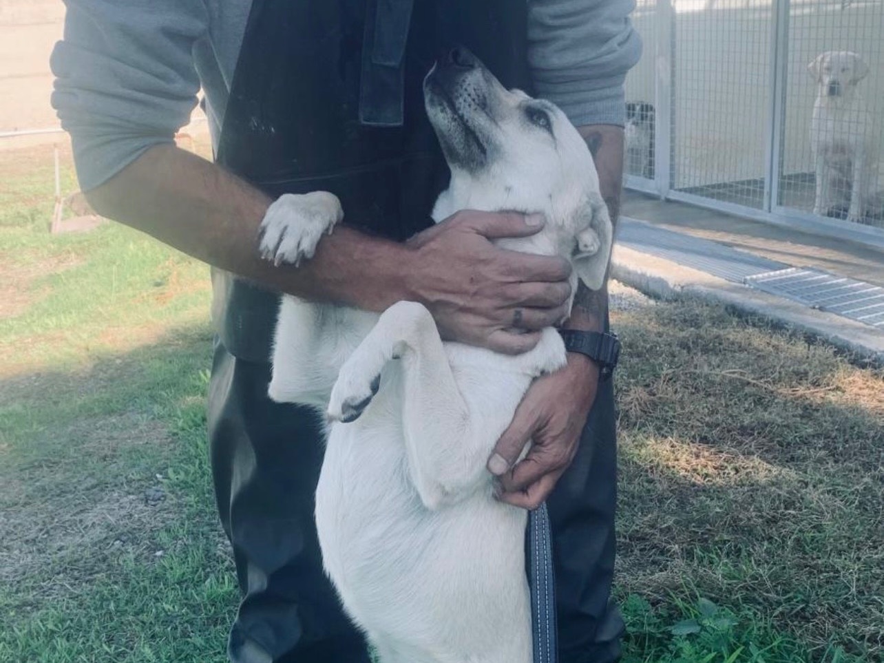Vuoi adottare un cane a Roma?