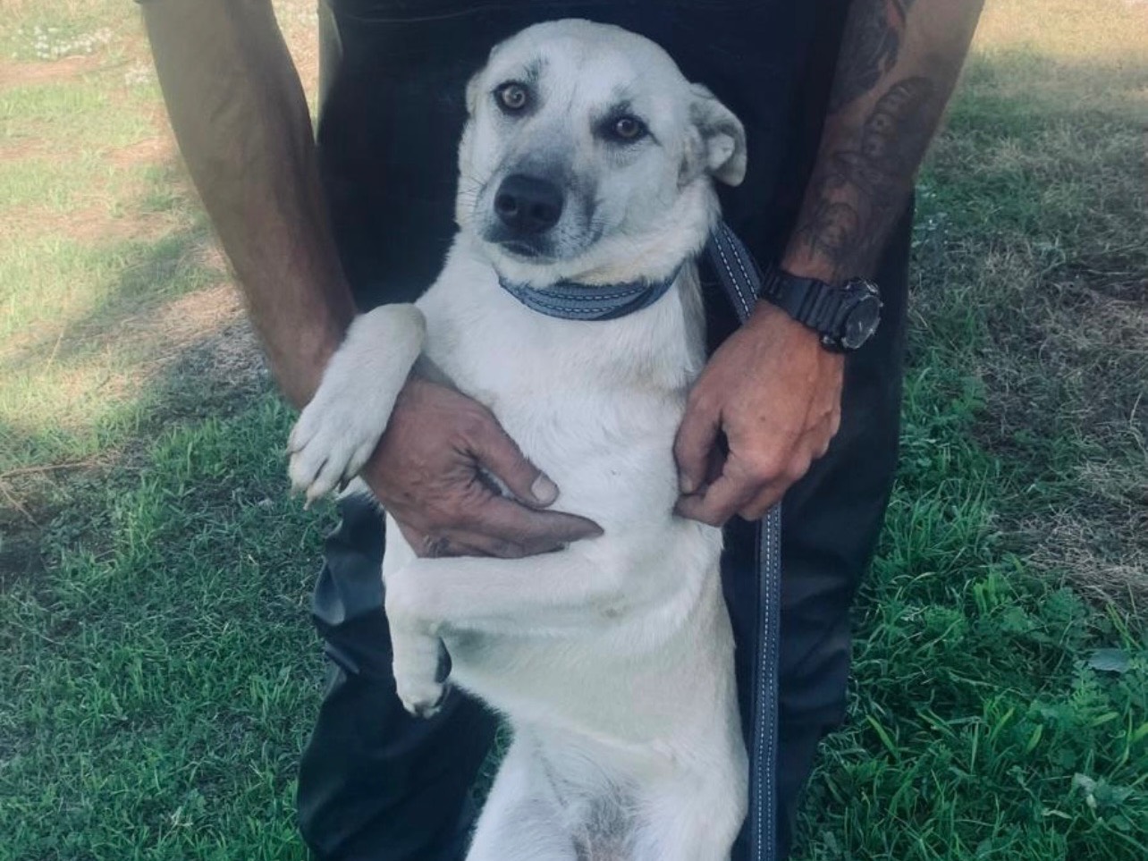 Adotta il cane Keila a Roma