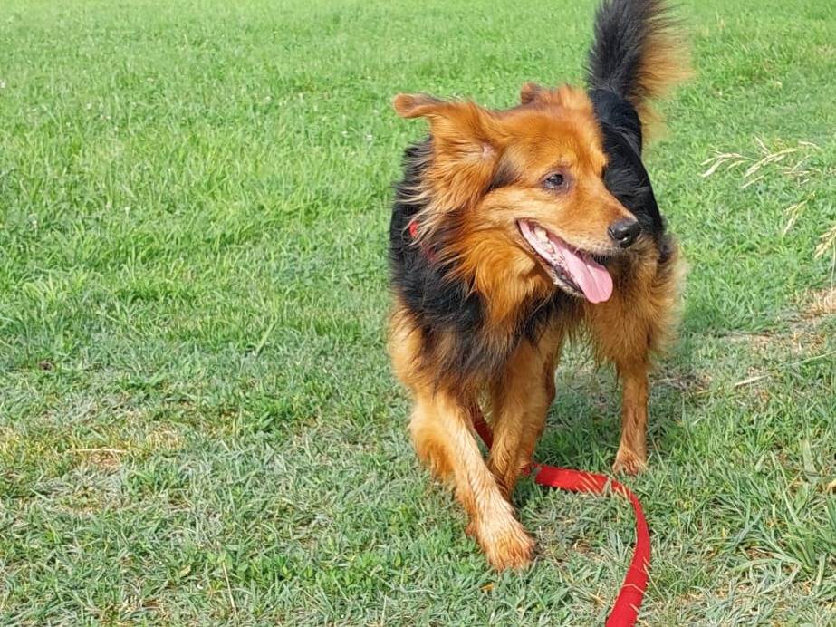 Adotta un cane, taglia media contenuta, maschio, Milano