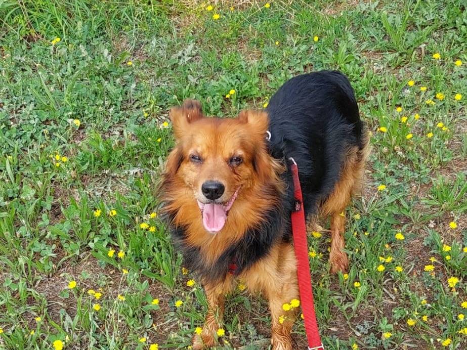 Vuoi adottare un cane a Milano?