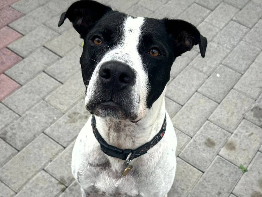 Adozione cane, maschio, Razza sconosciuta Razza sconosciuta, 4 anni e 9 mesi, taglia media, Milano