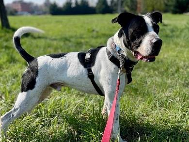 Adotta un cane, maschio, 4 anni e 9 mesi, Milano