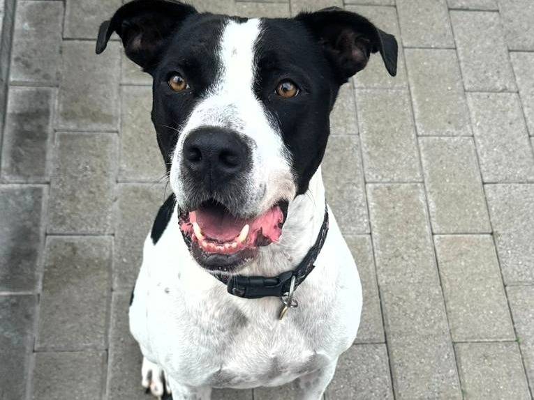 Adotta un cane, taglia media, maschio, Milano