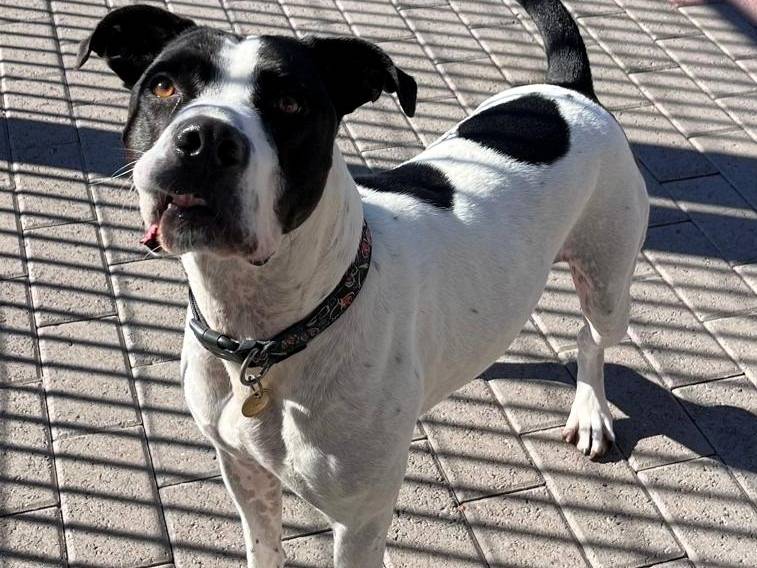 Vuoi adottare un cane a Milano?