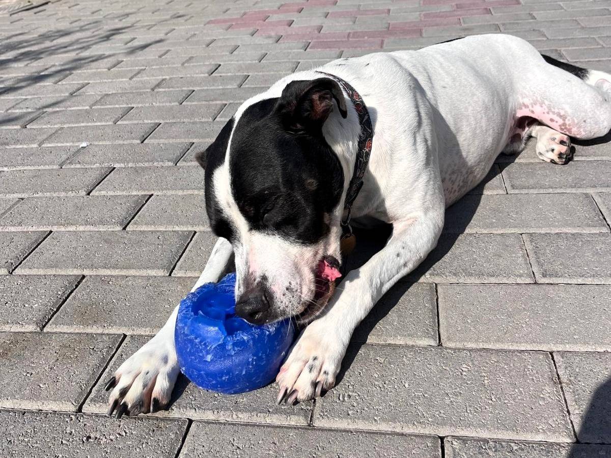 Adotta il cane Black a Milano