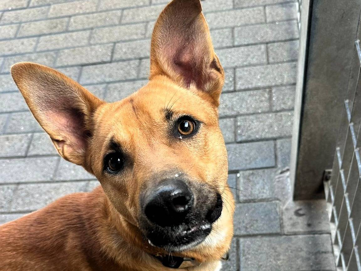Adozione cane, maschio, Razza sconosciuta Razza sconosciuta, 10 mesi, taglia media, Milano