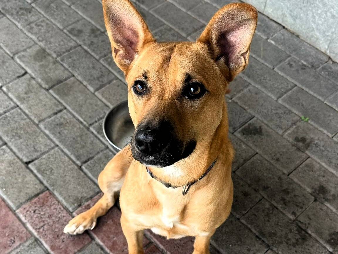 Adotta un cane, maschio, 10 mesi, Milano