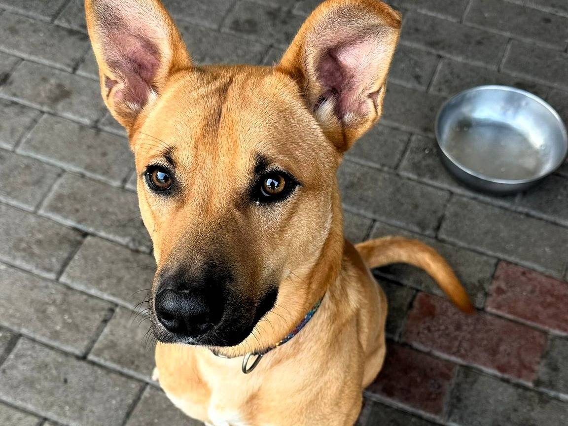 Adotta un cane, taglia media, maschio, Milano