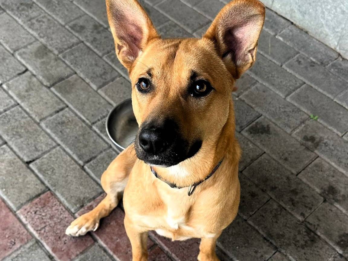 Vuoi adottare un cane a Milano?