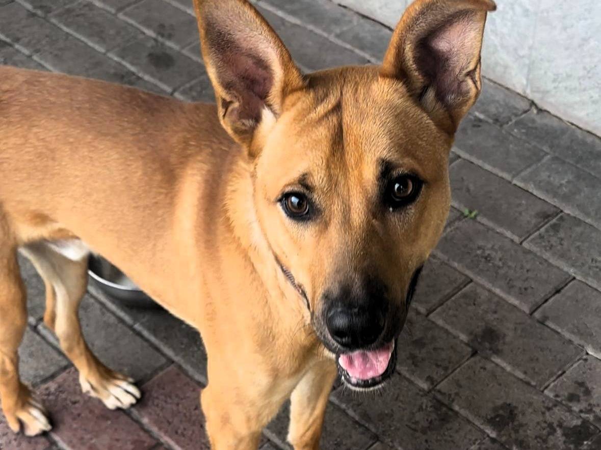 Adotta il cane SIMBA a Milano