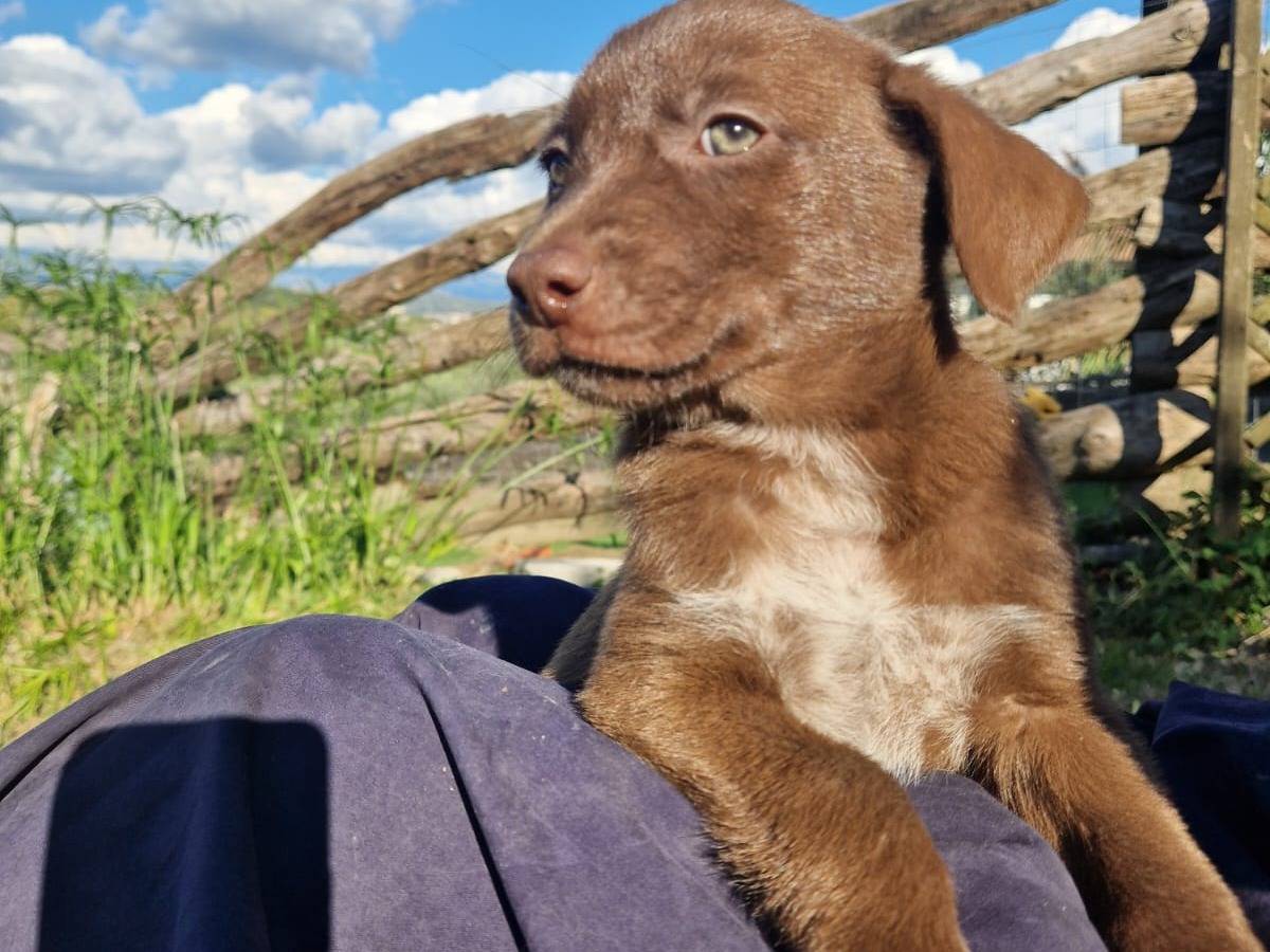Adozione cane, maschio, Razza sconosciuta Razza sconosciuta, 2 mesi, taglia media contenuta, Frosinone