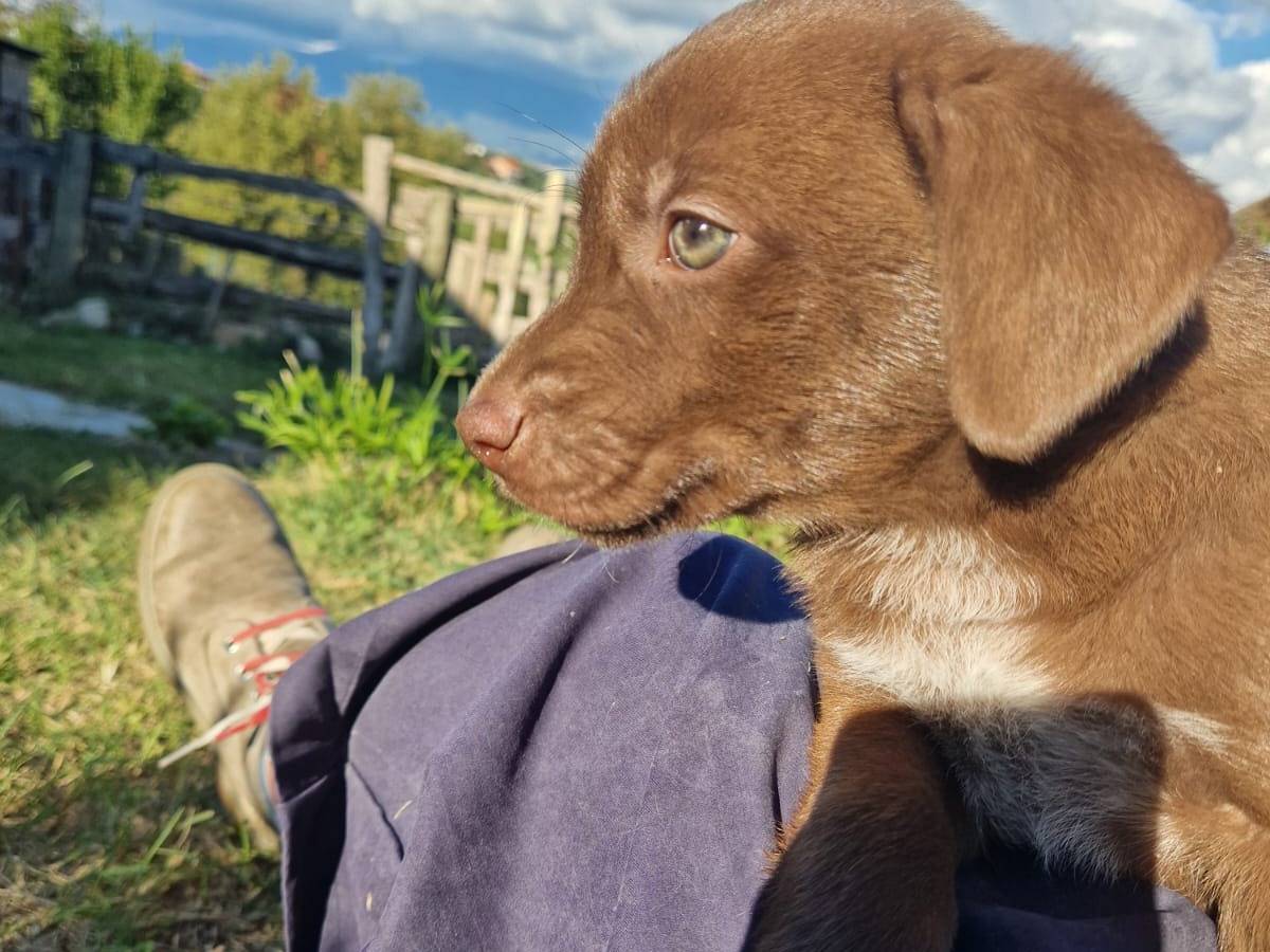Adotta un cane, maschio, 2 mesi, Frosinone