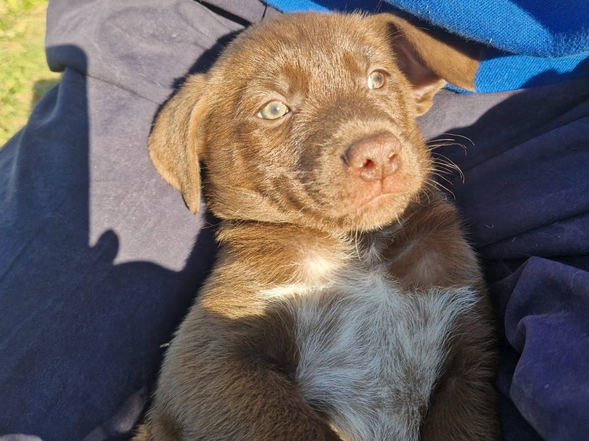 Adotta un cane, taglia media contenuta, maschio, Frosinone