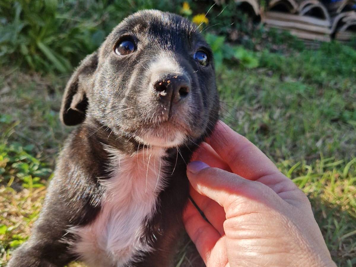 Adozione cane, femmina, Razza sconosciuta Razza sconosciuta, 2 mesi, taglia media contenuta, Frosinone