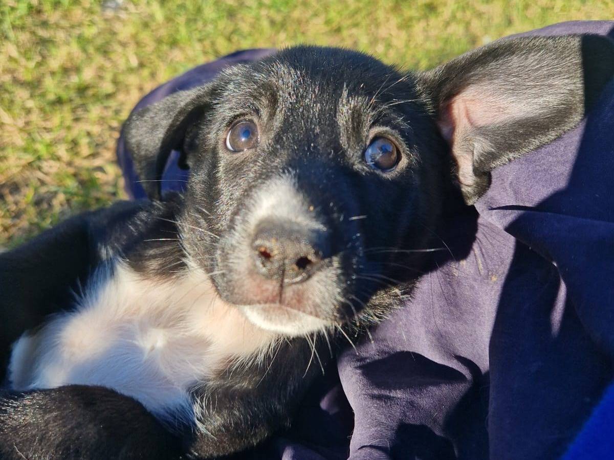 Adotta un cane, femmina, 2 mesi, Frosinone