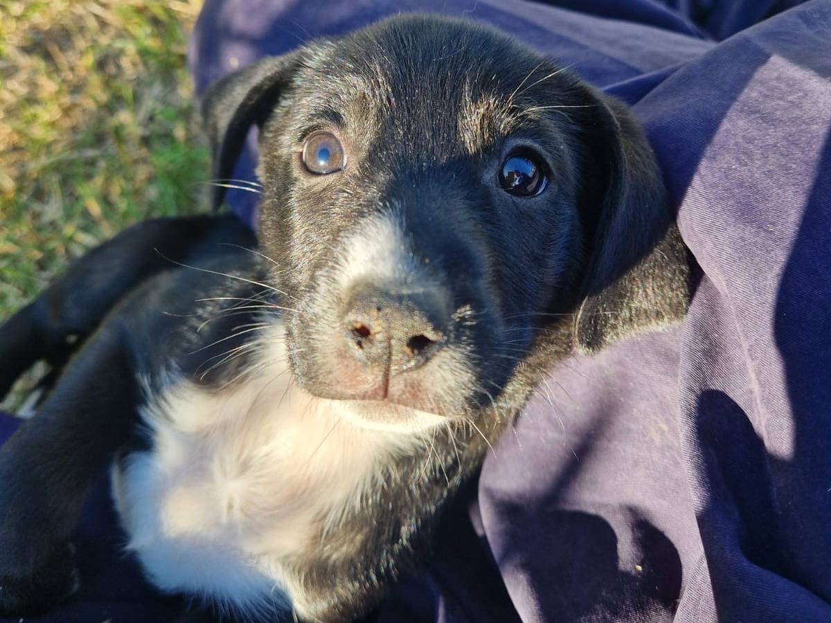 Adotta un cane, taglia media contenuta, femmina, Frosinone