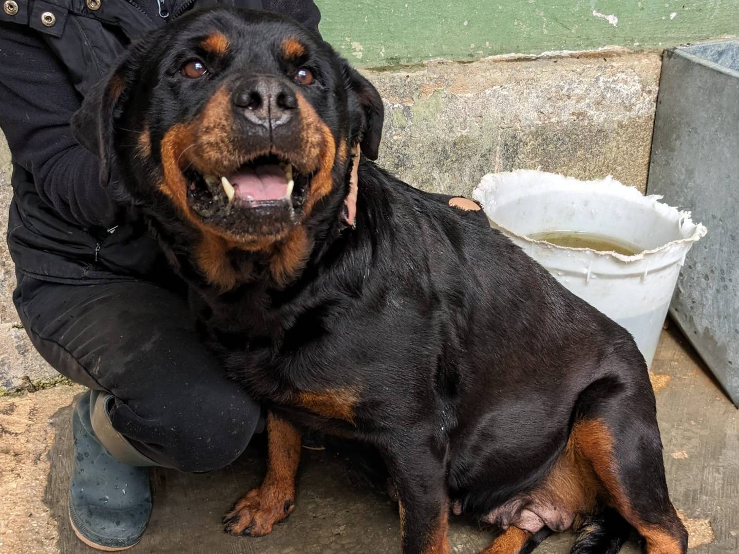 Adozione cane, femmina, Rottweiler Razza sconosciuta, 7 anni e 5 mesi, taglia grande, Caserta