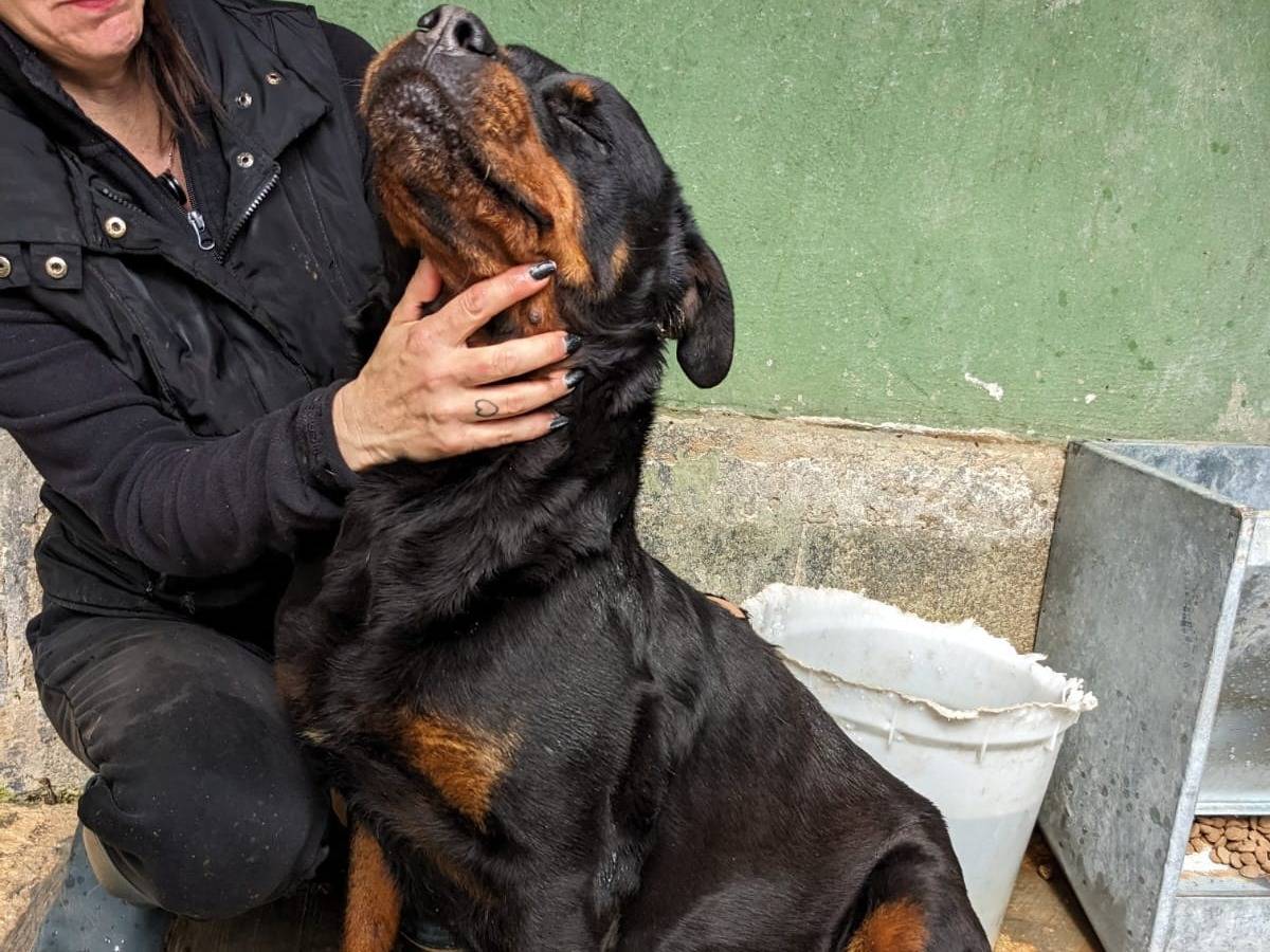 Adotta un cane, femmina, 7 anni e 5 mesi, Caserta