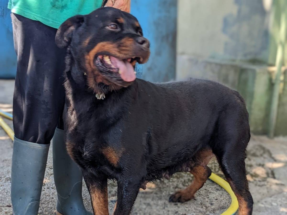 Adotta un cane, taglia grande, femmina, Caserta