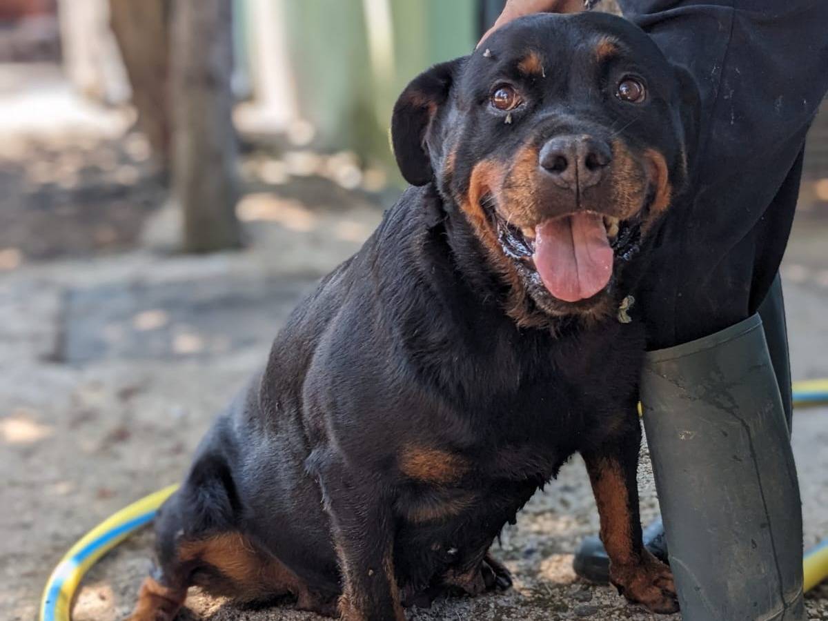 Adotta il cane COSTANZA a Caserta