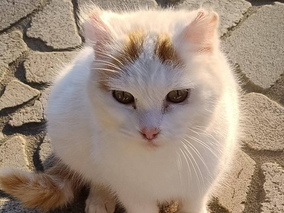 Adozione gatto, femmina, Razza sconosciuta Razza sconosciuta, 4 anni, taglia non valida, Padova