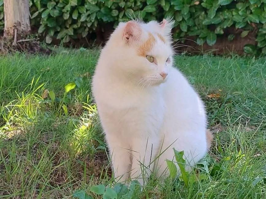 Adotta un gatto, femmina, 4 anni, Padova