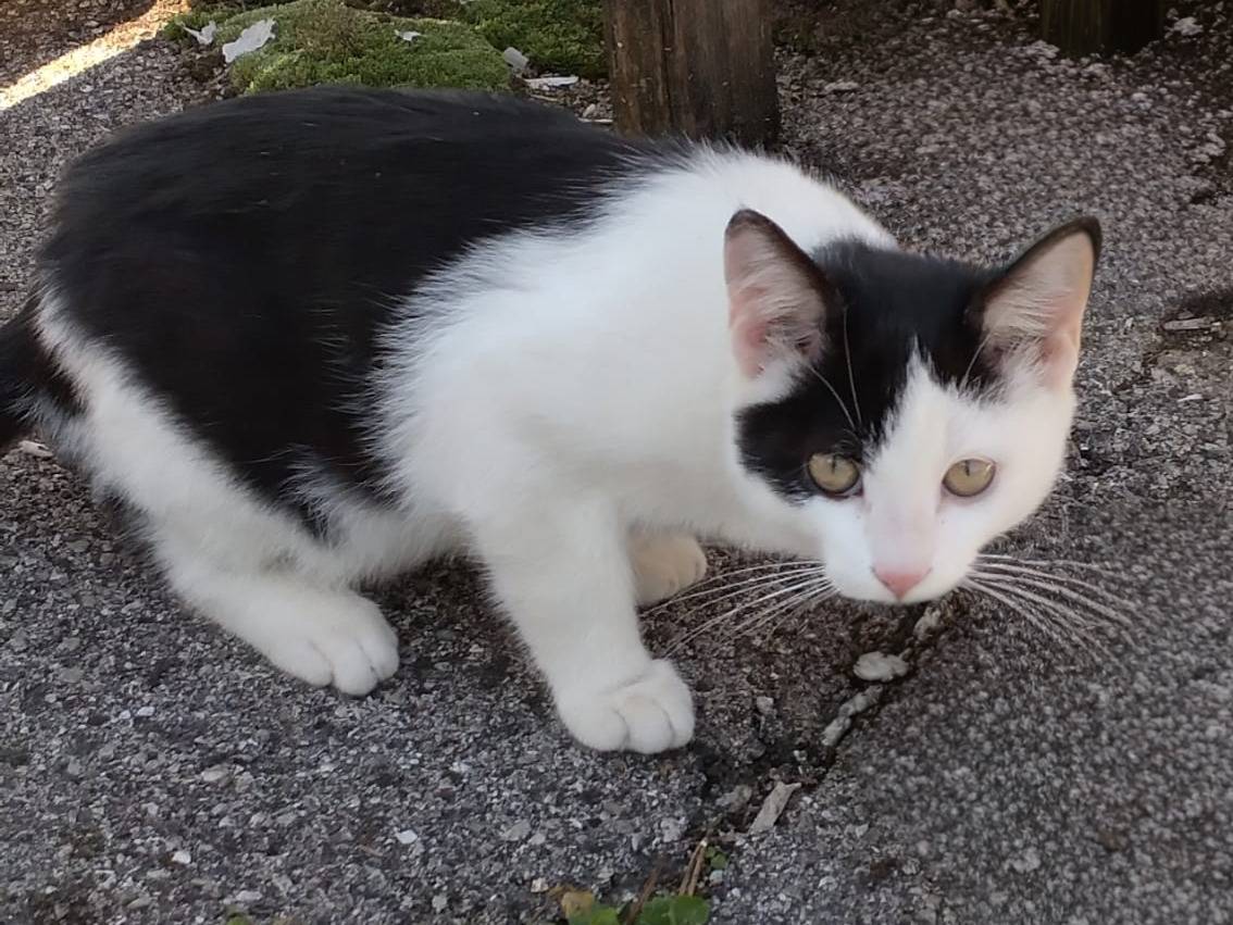 Adozione gatto, maschio, Razza sconosciuta Razza sconosciuta, 3 mesi, taglia non valida, Vicenza