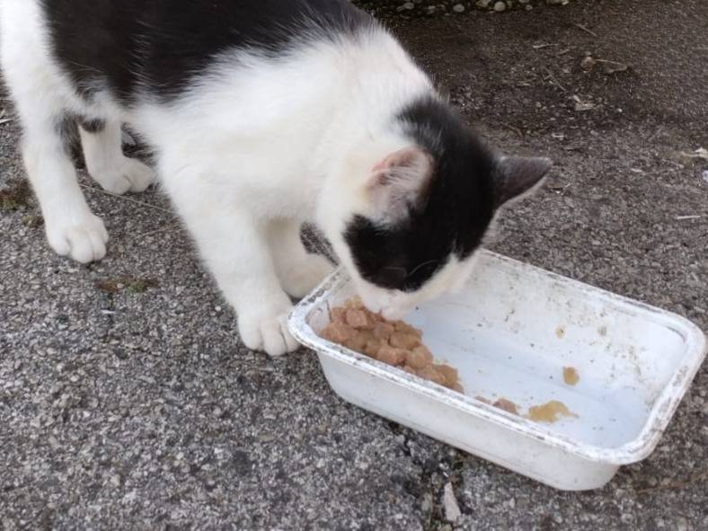 Adotta un gatto, maschio, 3 mesi, Vicenza