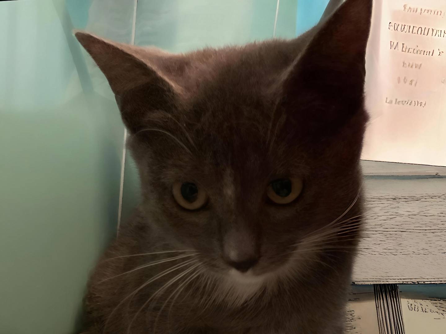 Adozione gatto, femmina, Razza sconosciuta Razza sconosciuta, 3 mesi, taglia non valida, Vicenza